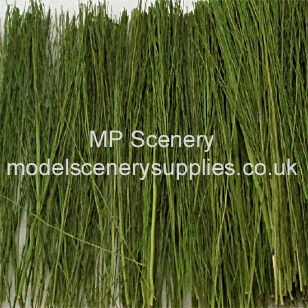 Field Grass Light Green